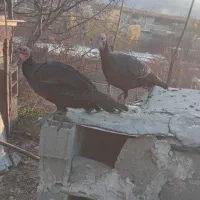 دوعددبوقلمون