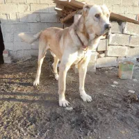 سگ گمشده 20روز بیش