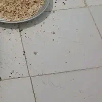 بلدرچین