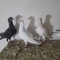 کبوتر زاغ،خالدم.دم سیاه.سرور