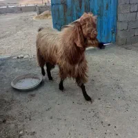 نربز