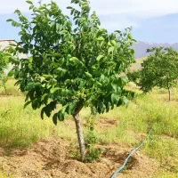 باغ ترشاب (فروش زیر قیمت منطقه)