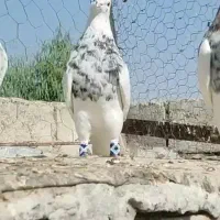 کبوتر طوقی  دهلران|پرنده|ایلام, |دیوار