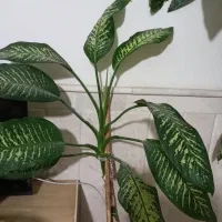 گل دیفن|گل و گیاه طبیعی|نیشابور, شهرک بسیج|دیوار