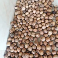گردو