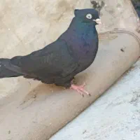 کبوتر امیدیه