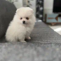 پامرانین جیبی|سگ|اصفهان, مرداویج|دیوار