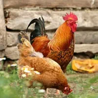 فروش مرغ محلی تخم گذار