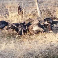 بوقلمون|حیوانات مزرعه|قیدار, |دیوار