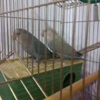 طوطی برزیلی|پرنده|نسیم‌شهر, |دیوار