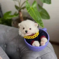 واگذاری تعدادی سگ فنجانی