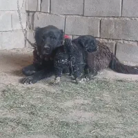 واگذاری لاس