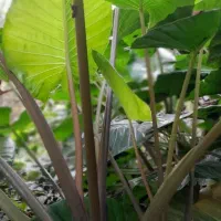 بابا آدم|گل و گیاه طبیعی|رحیم‌آباد, |دیوار