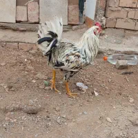 خروس گلین|حراج|یزدان شهر, |دیوار