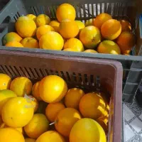 پرتقال تامسون شیرین آبدار|عمدهفروشی|زرگرشهر, |دیوار