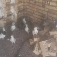 کبوتر رنگی و دورگ ۱۰ ماده ۱۸ نر|پرنده|کارون, |دیوار