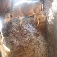 گوساله