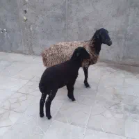 میش وبره فروشی