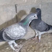 کفتر پرشی|پرنده|بیکاه, |دیوار