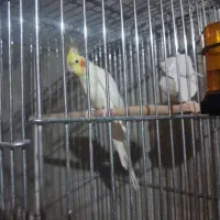 عروس لوتینو