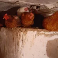 مرغ تخمگذار محلی رنگی