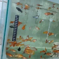 اکواریوم طول یک ونیم عرض ۵۰سانت همراه ماهی سوارتل|ماهی|تهران, بازار|دیوار
