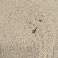 یک جفت فرش چهار متری کاملا سالم|فرش|اصفهان, خانه اصفهان|دیوار