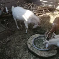 نری سانن|حیوانات مزرعه|گلباف, |دیوار