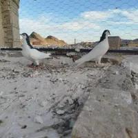 یک جفت نرو ماده|پرنده|سراوان, |دیوار