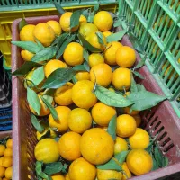 پرتقال تامسون فله ای