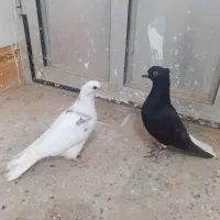 جفت دم سفید