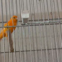 قناری های مست بخوان