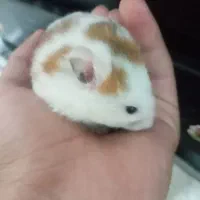 دو عدد همستر