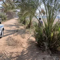 نخل درگمبوعه بزرگ|خدمات باغبانی و درختکاری|حمیدیه, |دیوار