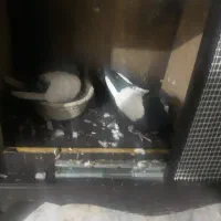 کفتر سینه سیاه|پرنده|قم, پاسدار|دیوار