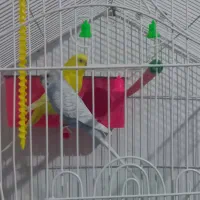 پرنده مرغ عشق|پرنده|خلخال, |دیوار