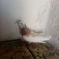 سه تا جنگ با دوتا نر فروشی|پرنده|زرند, |دیوار