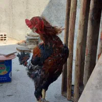 خروس لاری