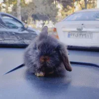 خرگوش های زیبا|موش و خرگوش|قم, جهان بینی|دیوار