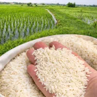 برنج هاشمی اصل شمال