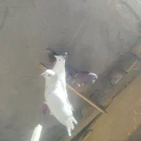 پنج عدد کبوتر