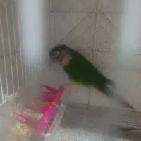 گرینچک نر|پرنده|مشهد, شهید قربانی|دیوار