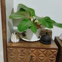 گل فیلودندرون