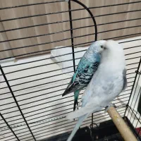 مرغ عشق انگلیسی|پرنده|محمدشهر, ولدآباد|دیوار