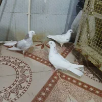 پنج عدد جوجه پرشی بشرط|پرنده|کرج, ملک‌آباد|دیوار