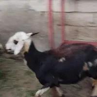 فروش چهارراس میش یک راس نربز|حیوانات مزرعه|زند, |دیوار