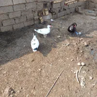 اردک روسی شهرستان هویزه