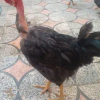 فروشی|حیوانات مزرعه|شیراز, گویم|دیوار