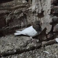 مایل به معاوضه نیستم|پرنده|ایلخچی, |دیوار