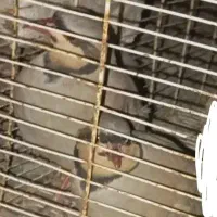 پرنده کوهی|پرنده|سراوان, |دیوار